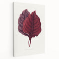 Romanticism Art - Amarantus Melancholicus Leaf Illustration on Canvas