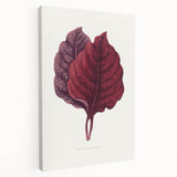 Romanticism Art - Amarantus Melancholicus Leaf Illustration on Canvas