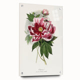 Romanticism Art - Peony Flower Painting on Canvas