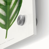 Romanticism Art - Maranta Porteana Leaf Illustration on Canvas