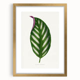Romanticism Art - Maranta Porteana Leaf Illustration on Canvas