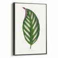 Romanticism Art - Maranta Porteana Leaf Illustration on Canvas