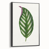 Romanticism Art - Maranta Porteana Leaf Illustration on Canvas