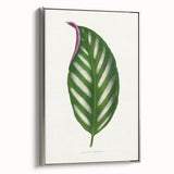 Romanticism Art - Maranta Porteana Leaf Illustration on Canvas