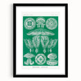 Modern Wall Art - Discomedusae by Ernst Haeckel - Intricate Marine Decor
