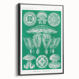 Modern Wall Art - Discomedusae by Ernst Haeckel - Intricate Marine Decor