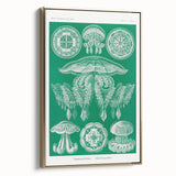 Modern Wall Art - Discomedusae by Ernst Haeckel - Intricate Marine Decor