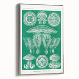 Modern Wall Art - Discomedusae by Ernst Haeckel - Intricate Marine Decor