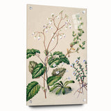 Classical Realism Botanical Art Print - Calceolaria & Mazus