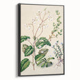 Classical Realism Botanical Art Print - Calceolaria & Mazus