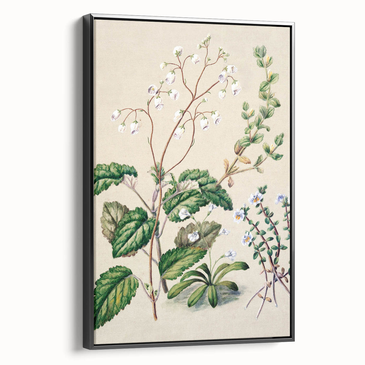 Classical Realism Botanical Art Print - Calceolaria & Mazus