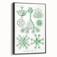Modern Wall Art - Stauromedusae by Ernst Haeckel - Unique Marine Decor