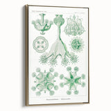 Modern Wall Art - Stauromedusae by Ernst Haeckel - Unique Marine Decor