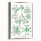 Modern Wall Art - Stauromedusae by Ernst Haeckel - Unique Marine Decor