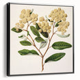 Classical Realism Botanical Art Print - Kumarahou Flower Study