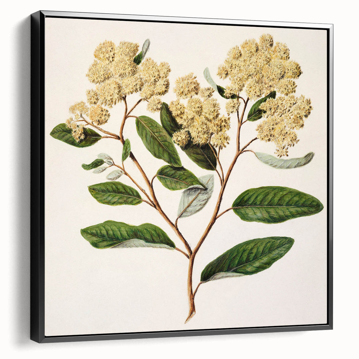 Classical Realism Botanical Art Print - Kumarahou Flower Study