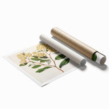 Classical Realism Botanical Art Print - Kumarahou Flower Study
