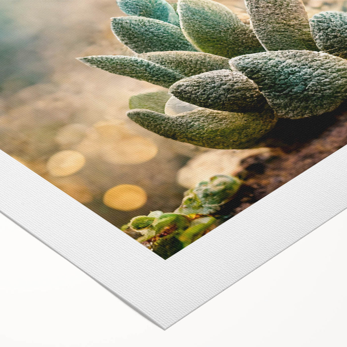 Serene Succulent Wall Art - Modern Botanical Canvas for Living Room