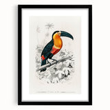 Romanticism Art: Illustrated Toucan by Charles Dessalines D'Orbigny