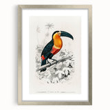 Romanticism Art: Illustrated Toucan by Charles Dessalines D'Orbigny