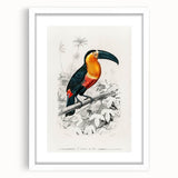 Romanticism Art: Illustrated Toucan by Charles Dessalines D'Orbigny