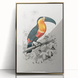 Romanticism Art: Illustrated Toucan by Charles Dessalines D'Orbigny