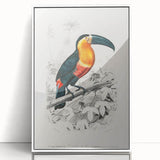 Romanticism Art: Illustrated Toucan by Charles Dessalines D'Orbigny