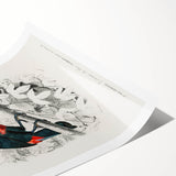 Romanticism Art: Illustrated Toucan by Charles Dessalines D'Orbigny