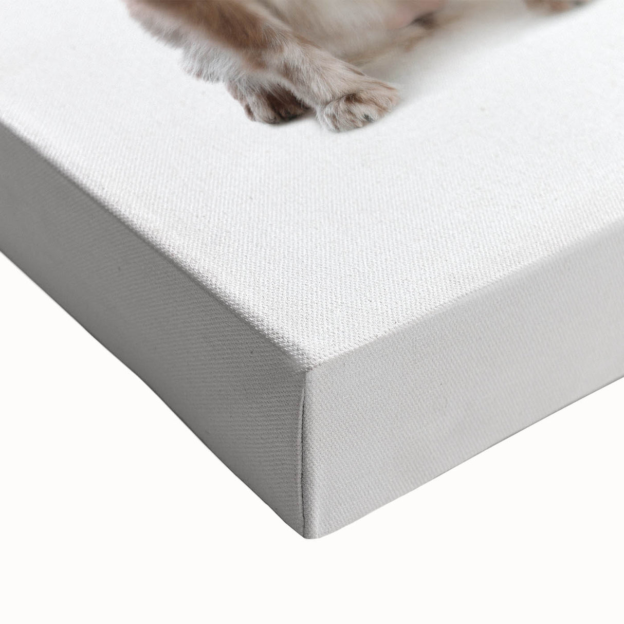 St. Patrick’s Day Pets - Festive Leprechaun Wall Art