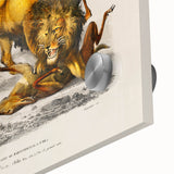 Romanticism Art: Lion Illustration by Charles Dessalines D'Orbigny