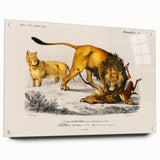 Romanticism Art: Lion Illustration by Charles Dessalines D'Orbigny