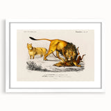 Romanticism Art: Lion Illustration by Charles Dessalines D'Orbigny