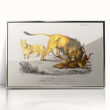 Romanticism Art: Lion Illustration by Charles Dessalines D'Orbigny