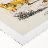 Romanticism Art: Lion Illustration by Charles Dessalines D'Orbigny