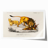 Romanticism Art: Lion Illustration by Charles Dessalines D'Orbigny