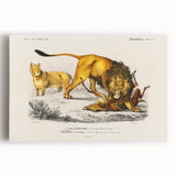 Romanticism Art: Lion Illustration by Charles Dessalines D'Orbigny