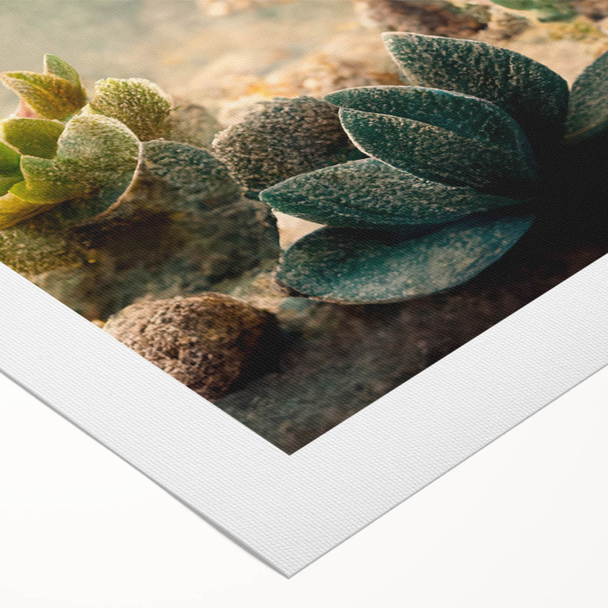 Succulent Botanical Wall Art - Modern Nature Canvas for Living Room