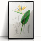 Romanticism Art: Bird of Paradise by Charles Dessalines D'Orbigny