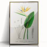 Romanticism Art: Bird of Paradise by Charles Dessalines D'Orbigny