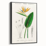 Romanticism Art: Bird of Paradise by Charles Dessalines D'Orbigny