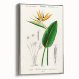 Romanticism Art: Bird of Paradise by Charles Dessalines D'Orbigny