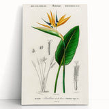 Romanticism Art: Bird of Paradise by Charles Dessalines D'Orbigny