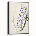 Botanical Realism Art Print - Ink Plant (Dianella Intermedia