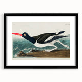 Romanticism Art: Pied Oyster Catcher by John James Audubon
