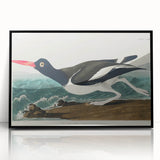 Romanticism Art: Pied Oyster Catcher by John James Audubon