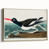 Romanticism Art: Pied Oyster Catcher by John James Audubon