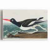Romanticism Art: Pied Oyster Catcher by John James Audubon