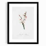 Romanticism Art: Apricot Blossom by Giorgio Gallesio