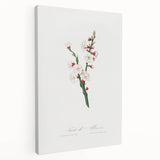 Romanticism Art: Apricot Blossom by Giorgio Gallesio