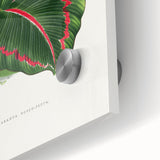 Romanticism Art: Green Corona Plant by Lydon & Fawsett